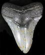 Bargain Megalodon Tooth - North Carolina #22956-1